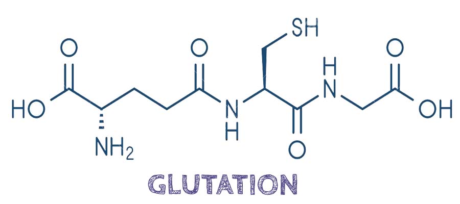 Glutatión, potente antioxidante. ¿De dónde proviene? ? Trofología